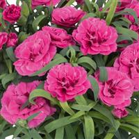 Dianthus Arabella Purple