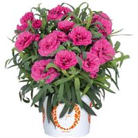 Dianthus Arabella Purple
