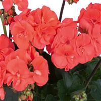Savannah Salmon Zonal Geranium