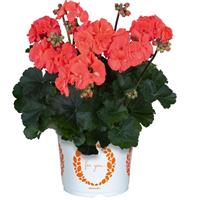 Savannah Salmon Zonal Geranium