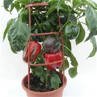 Big Ben Pepper