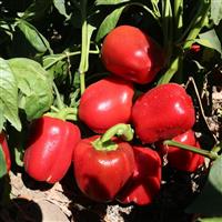 Heartbeat Pepper