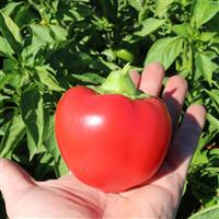 Heartbeat Pepper