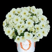 Durabloom Lime Petunia