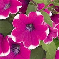 Durabloom Magenta Halo Petunia