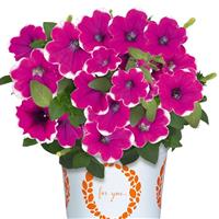Durabloom Magenta Halo Petunia