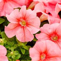 Limbo GP Peach Petunia