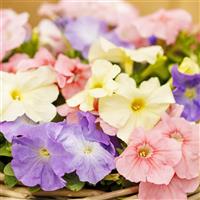 Limbo GP Pastel Mix Petunia
