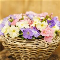 Limbo GP Pastel Mix Petunia