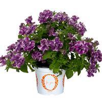 Origami Marvelous Blue Petunia