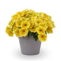 Sanguna Sunshine Petunia