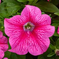 Sanguna Mega Hot Pink Petunia