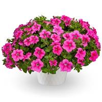 Sanguna Mega Hot Pink Petunia