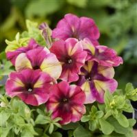 Shake Raspberry Petunia