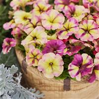 Shake Raspberry Petunia