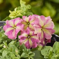 Shake Strawberry Petunia