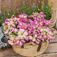 Shake Strawberry Petunia