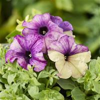 Shake Blueberry Petunia