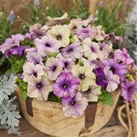 Shake Blueberry Petunia