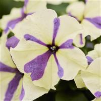 Shake Grapeberry Petunia