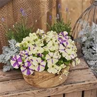 Shake Grapeberry Petunia