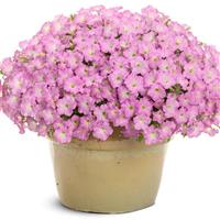 Supertunia Mini Vista Pink Cloud Petunia