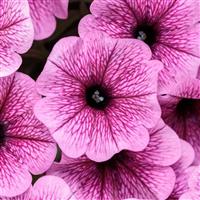 Supertunia Mini Vista Plum Veined Petunia