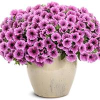 Supertunia Mini Vista Plum Veined Petunia