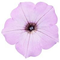 Supertunia Vista Cool Jazz Petunia