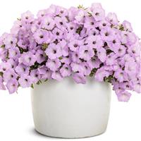 Supertunia Vista Cool Jazz Petunia