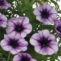 Surprise Sparkle Blue Vein Petunia