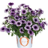 Surprise Sparkle Blue Vein Petunia