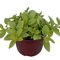 Golden Cascade Aptenia