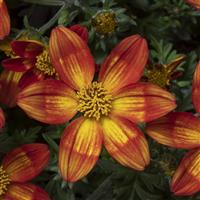 Beedance Painted Orange Bidens