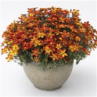 Beedance Painted Orange Bidens