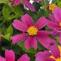 BEE Pink Buzz Bidens