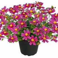 BEE Pink Buzz Bidens
