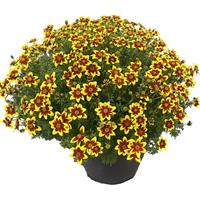 Mini BEE Royal Brocade Bidens