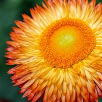 Granvia Orange Flame Bracteantha