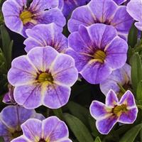 Calipetite Blue Splash Calibrachoa
