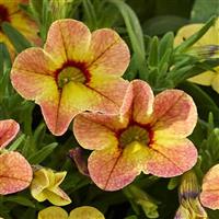 Calipetite Apricot Dream Calibrachoa