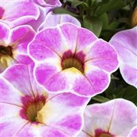 Calipetite Pink Splash Calibrachoa