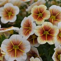 Calitastic Cappuccino Calibrachoa