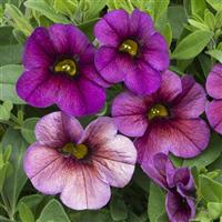 Million Bells Vintage Violet Calibrachoa
