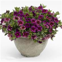 Million Bells Vintage Violet Calibrachoa