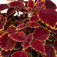 Partytime Royal Red Coleus