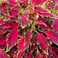 TerraScape All That Lava Coleus
