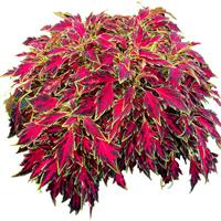 TerraScape All That Lava Coleus