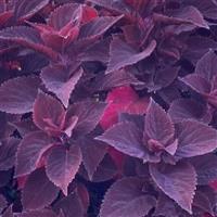 TerraScape Midnight Majesty Coleus