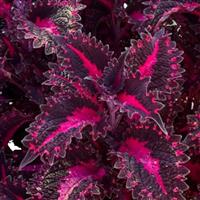 TerraScape Pink Ribbons Coleus